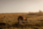 kangaroo-eating-grass_edited.jpg