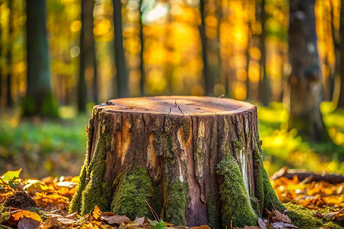 vecteezy_tree-stump-surrounded-by-autumn-leaves-and-vibrant-trees_61145988.jpg