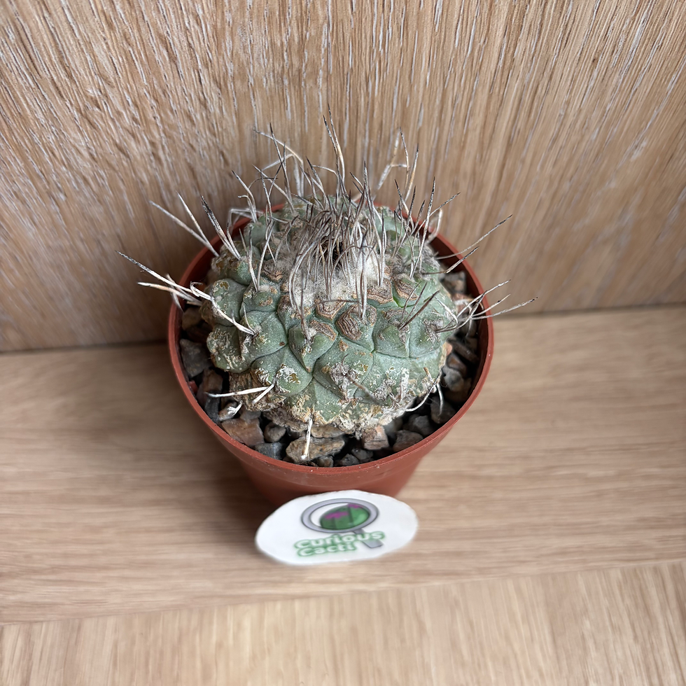 Thumbnail: Strombocactus disciformis
