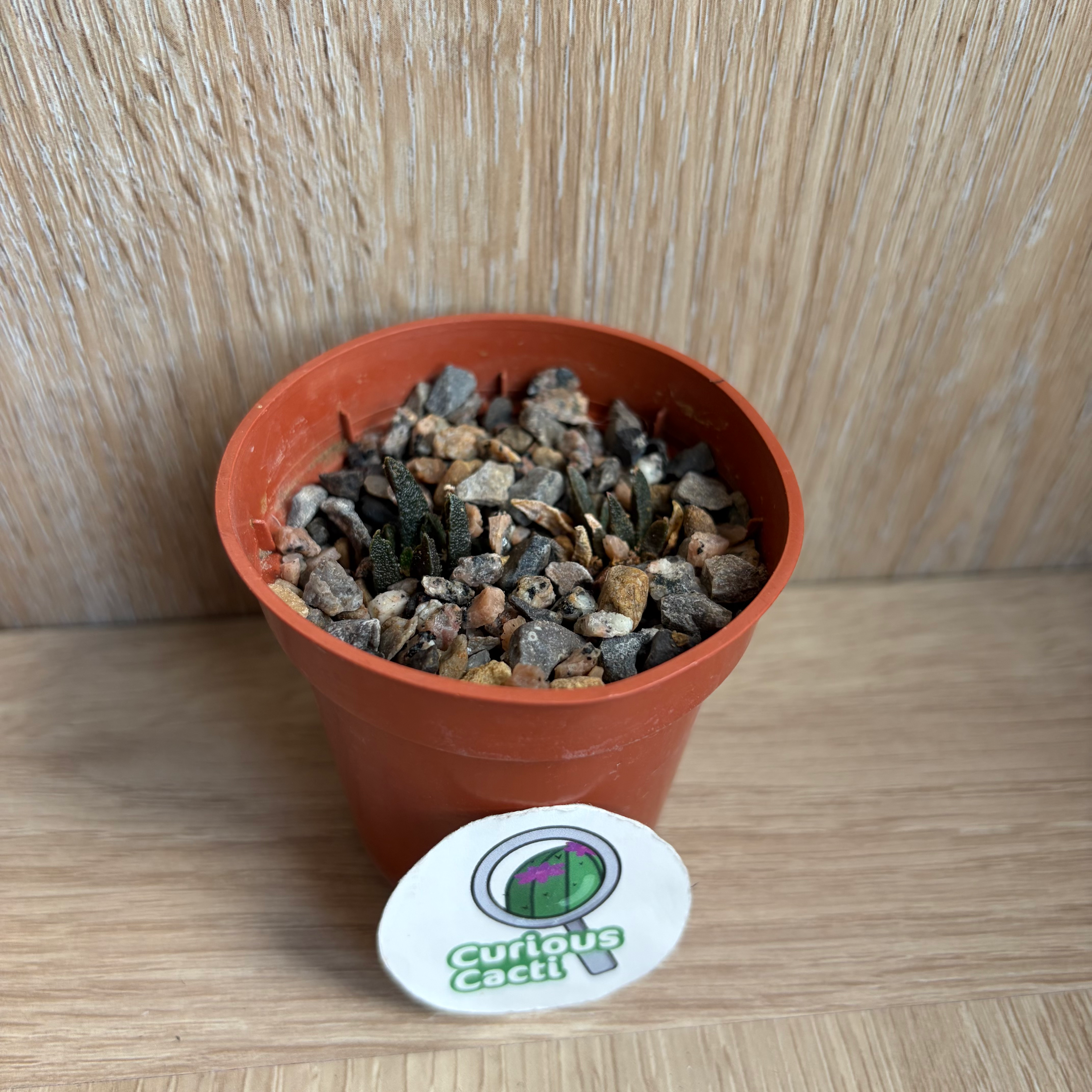 Ariocarpus scapharostrus (two)