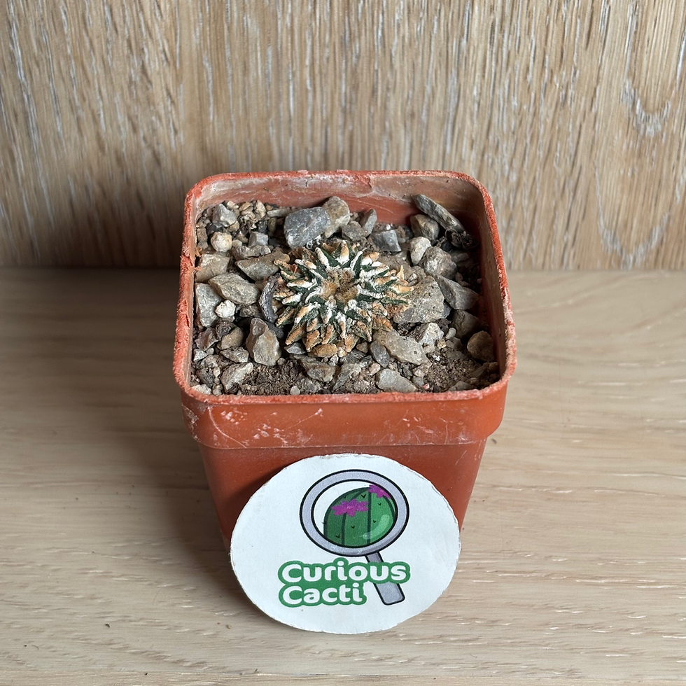 Ariocarpus kotschoubeyanus
