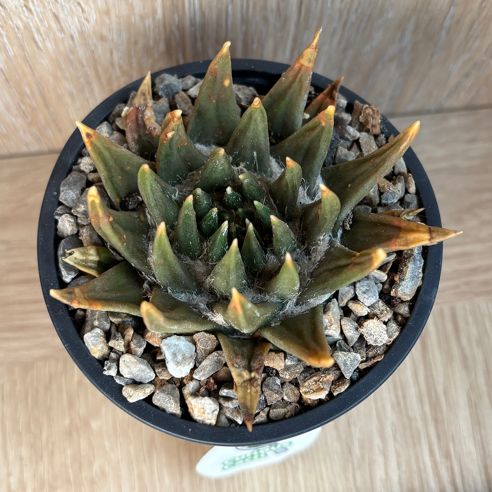 Thumbnail: XL Ariocarpus trigonus
