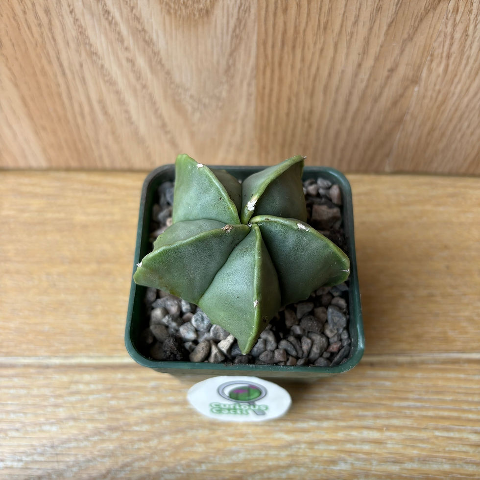 Thumbnail: Astrophytum myriostigma var. Nudum hybird