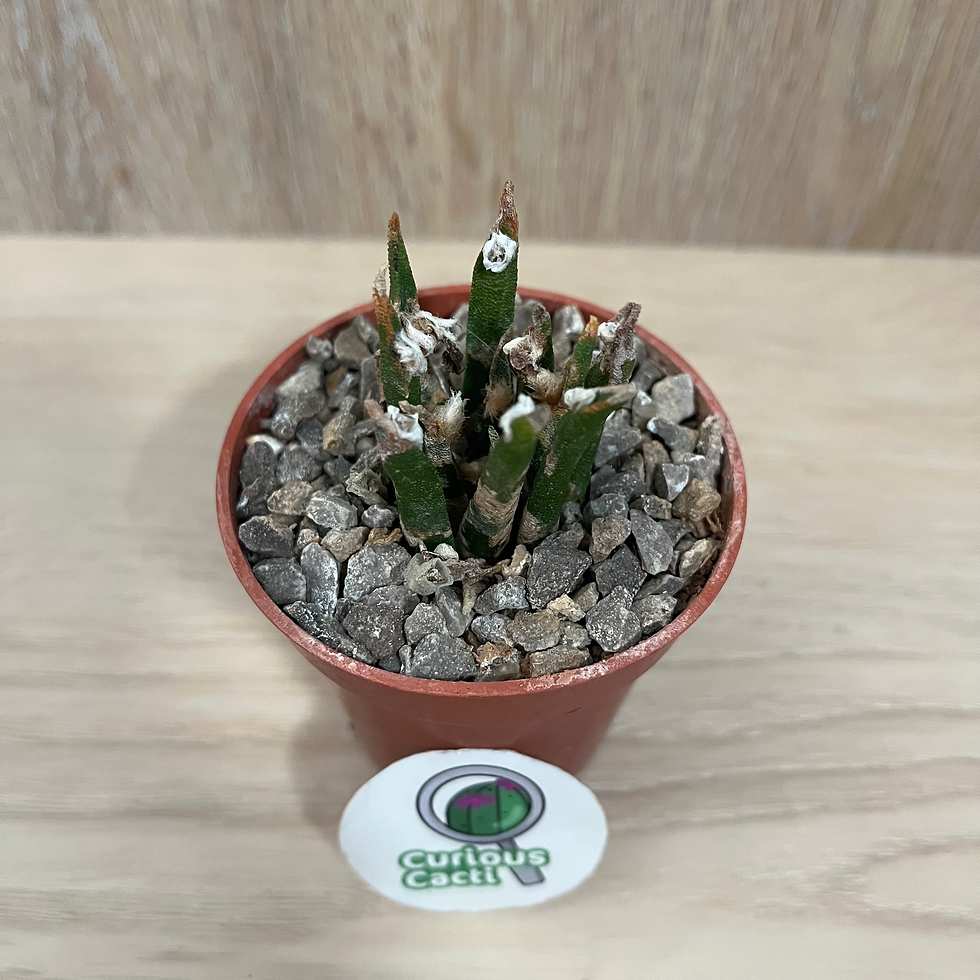 Thumbnail: Ariocarpus agavoides