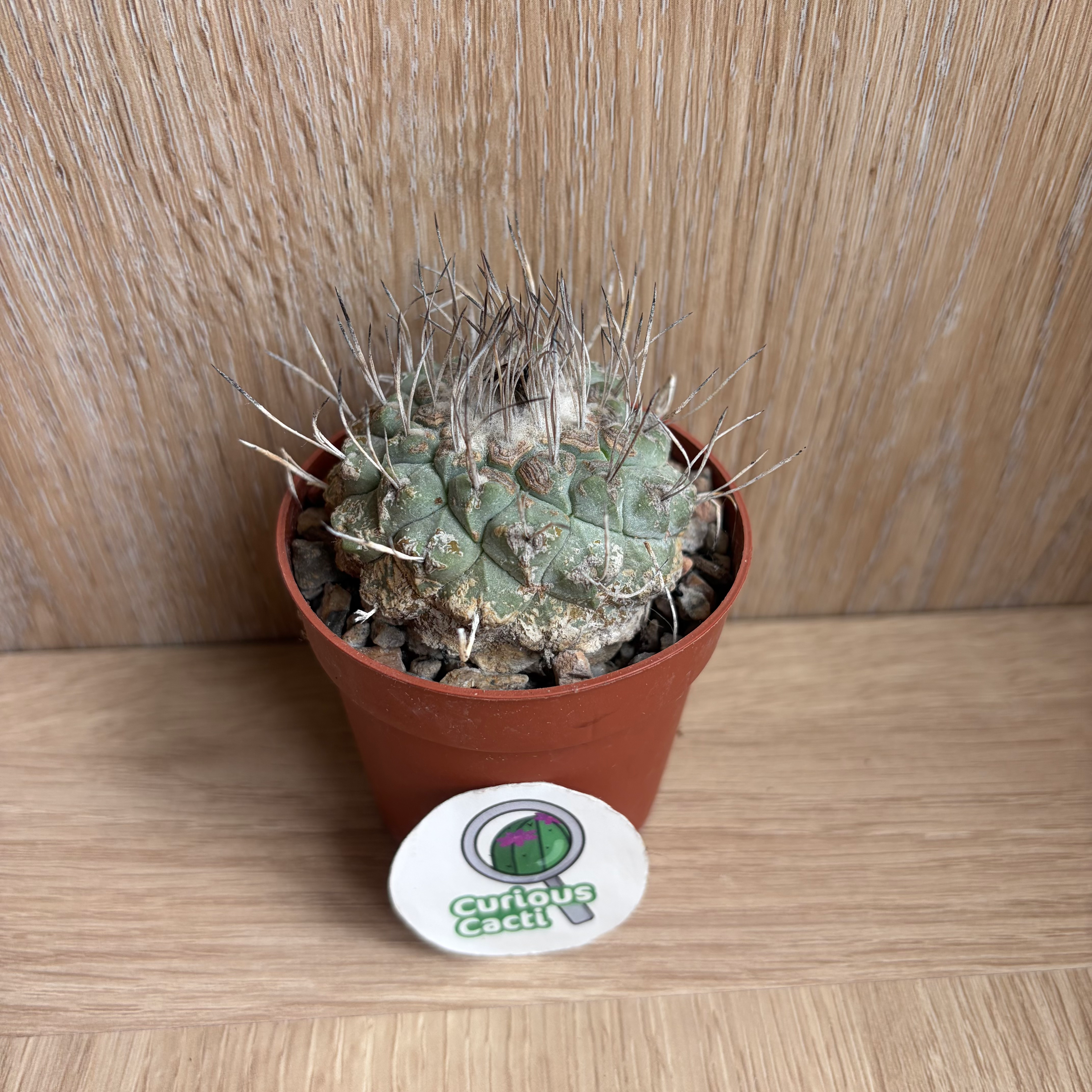Strombocactus disciformis