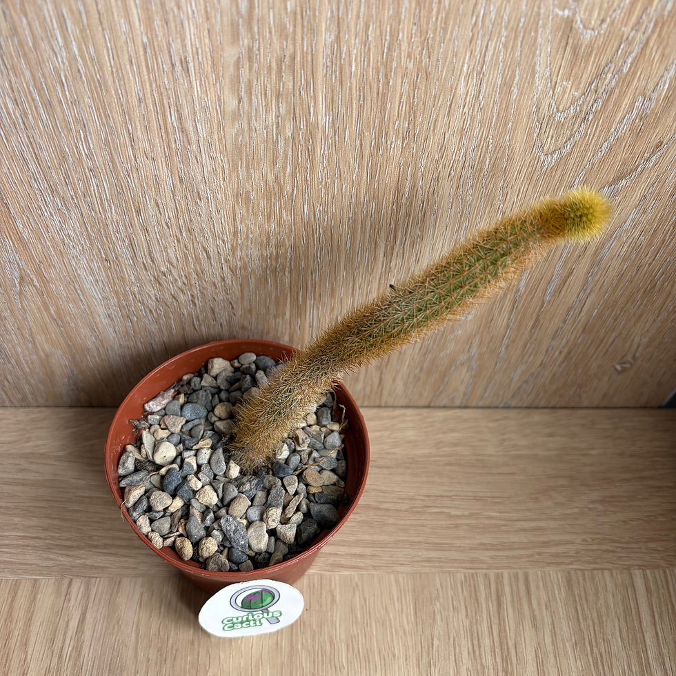 Thumbnail: Cleistocactus winteri
