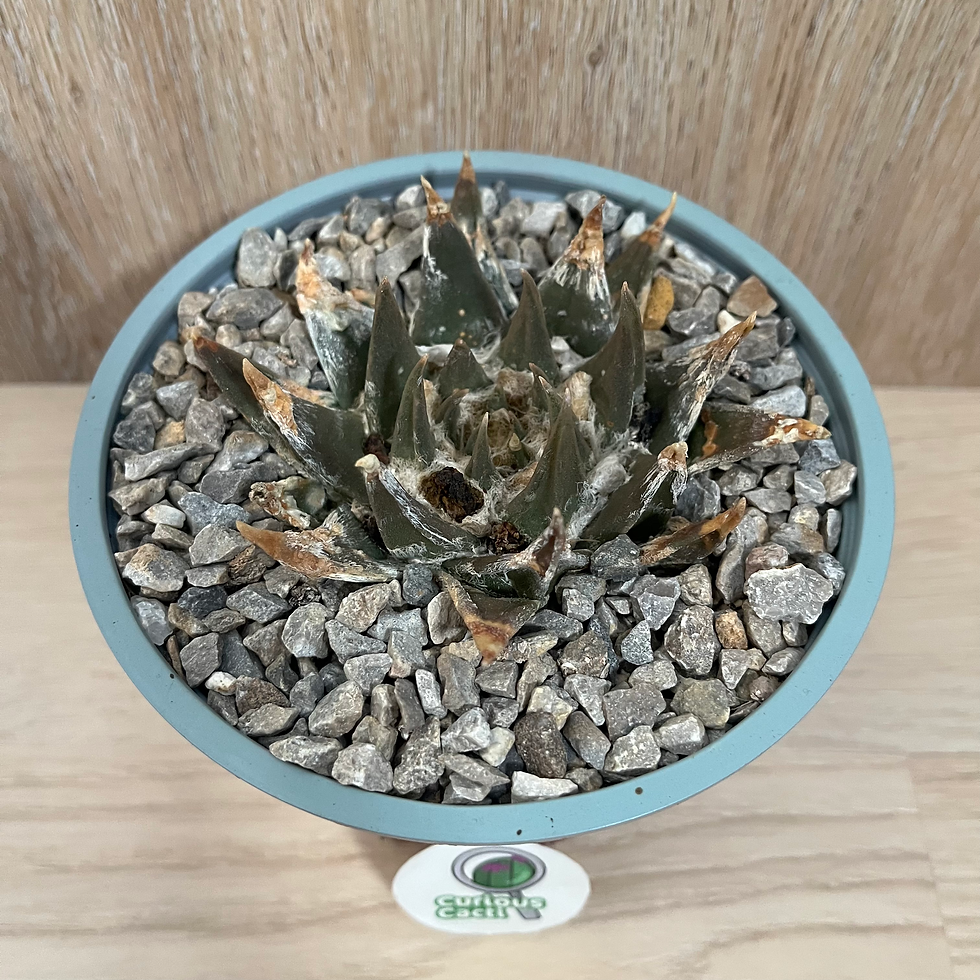 Thumbnail: Ariocarpus trigonus