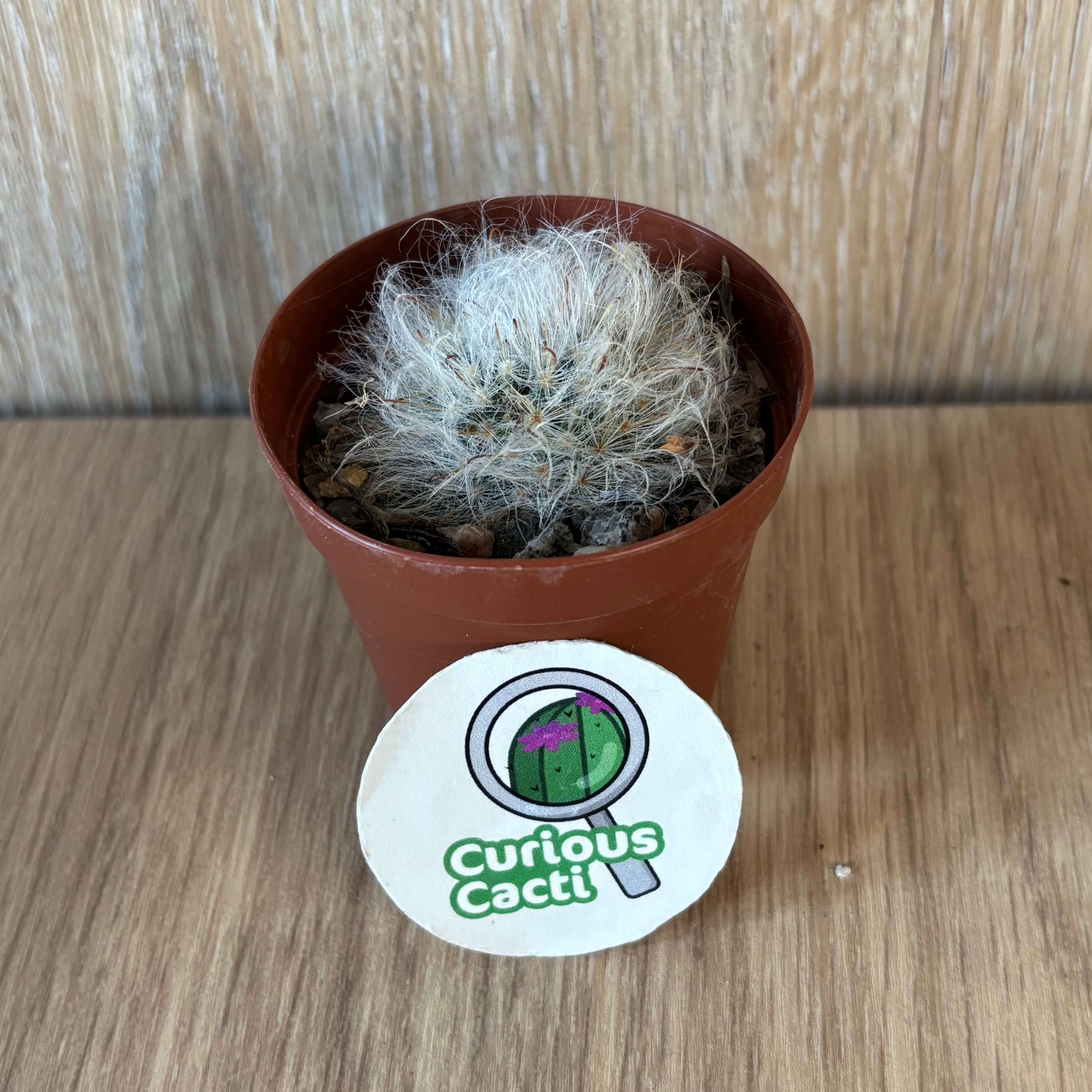 Mammillaria bocasana seedling