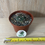 Thumbnail: Gymnocalycium schidianum