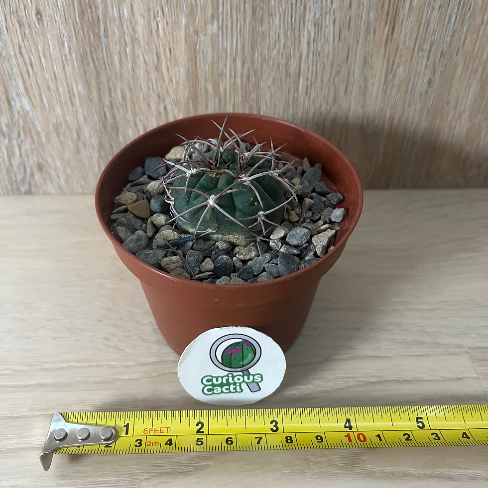 Thumbnail: Gymnocalycium schidianum