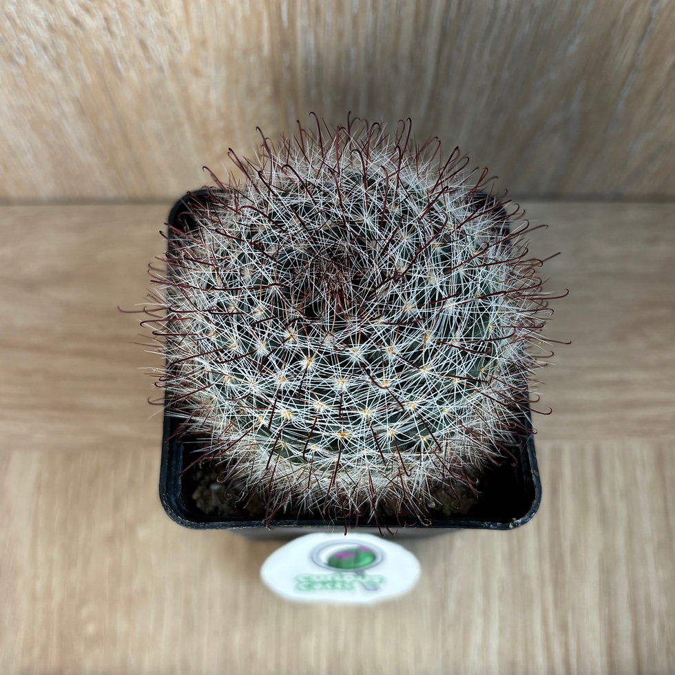 Thumbnail: Mammillaria zeilmanniana
