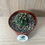 Thumbnail: Thelocactus bicolor