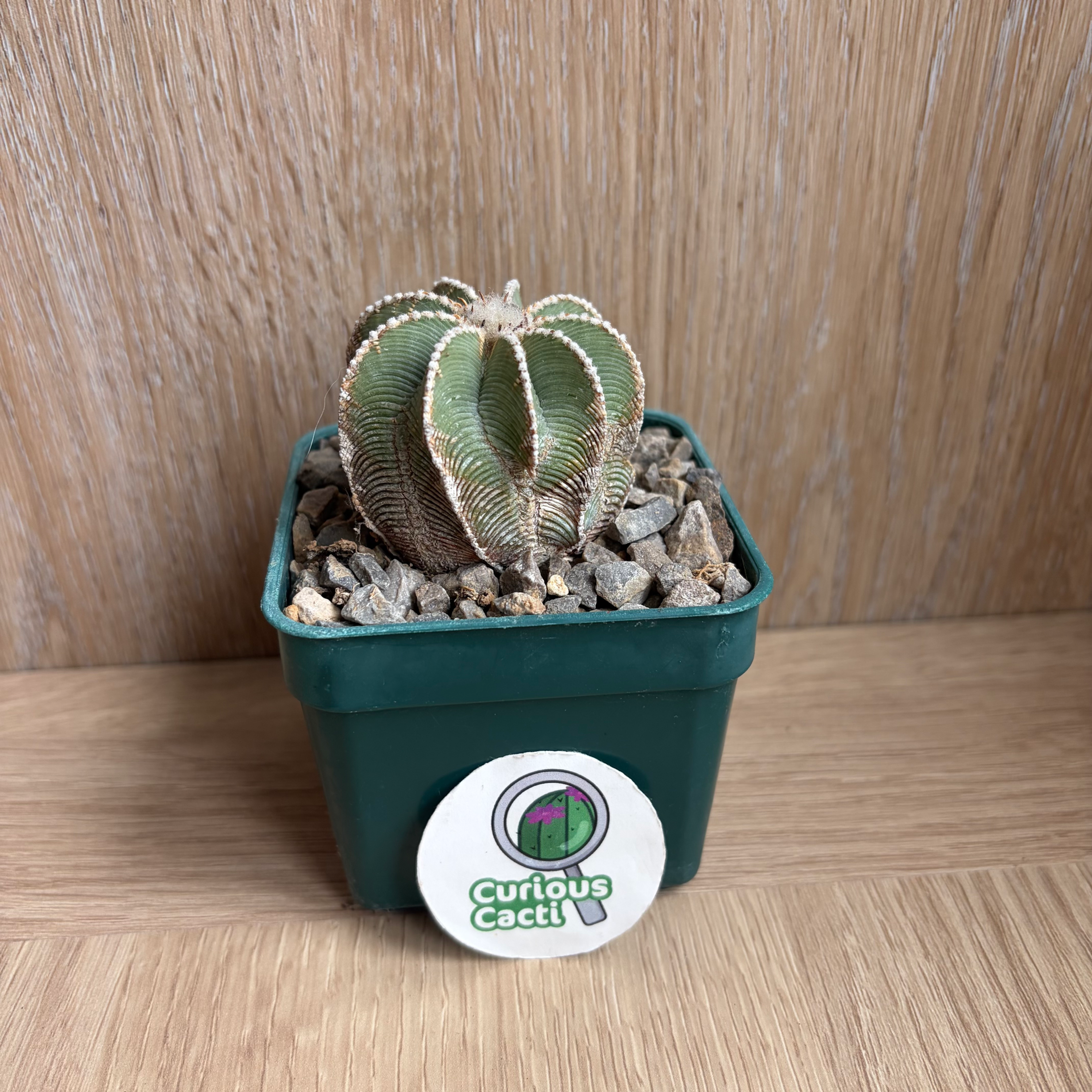 Aztekium hintonii
