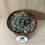 Thumbnail: Gymnocalycium gaponii