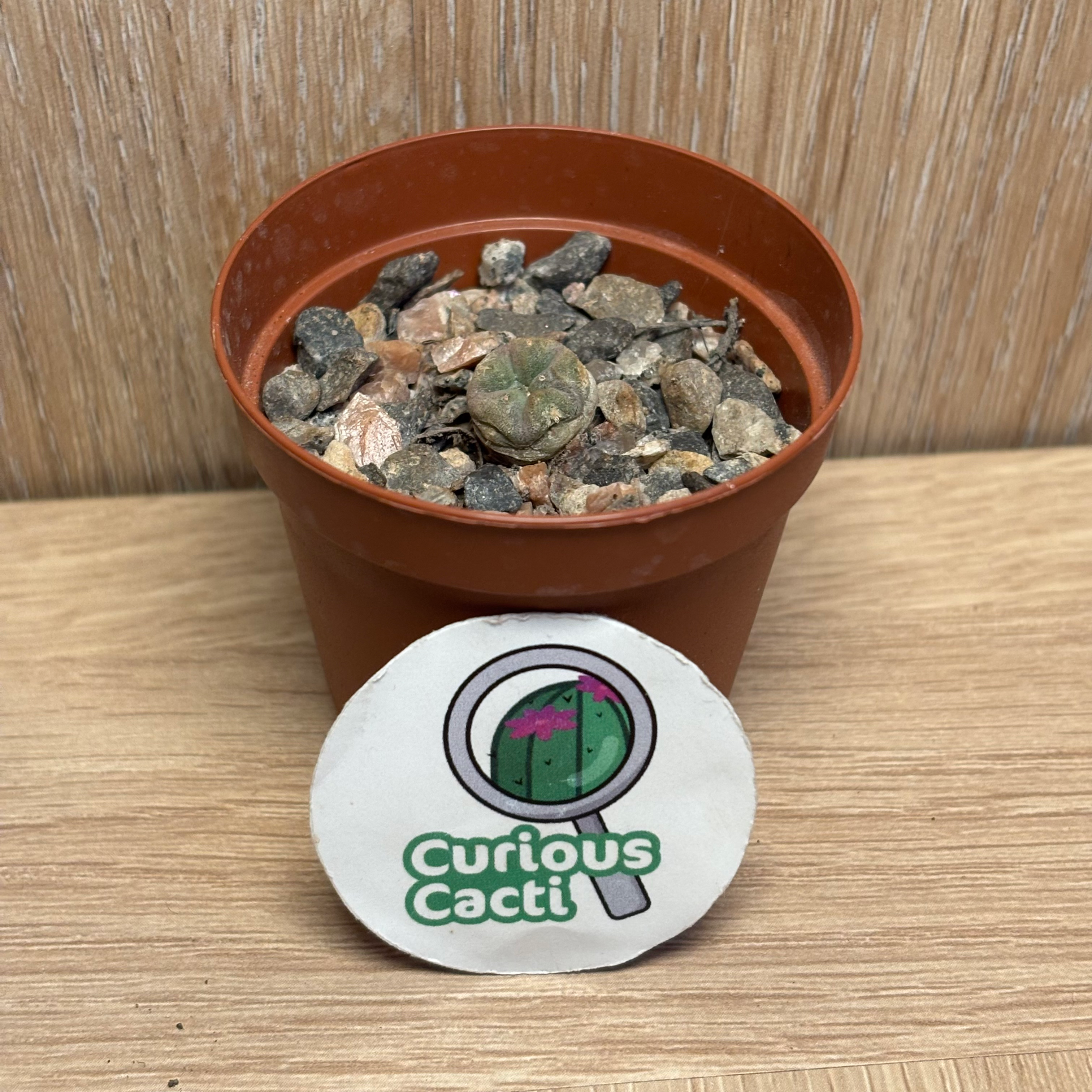 Lophophora williamsii seedling