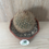 Thumbnail: Matucana variabilis