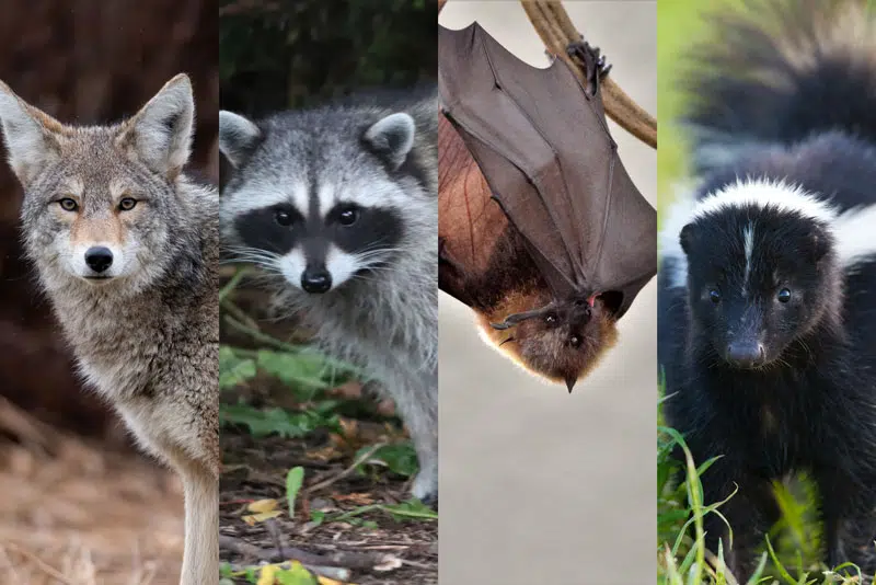 Announcements Blissfield Vet Serv.