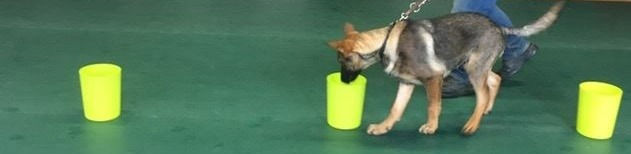 logan scentwork_edited