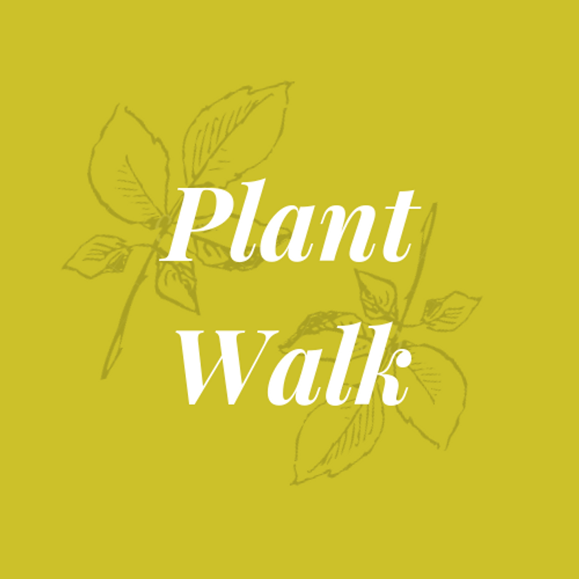 Plant Walk with Amy Stone