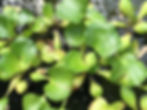 Water Hyacinth
