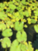 Mexicana Water Lilies