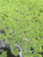Azolla (Fairy Moss)