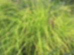 Carex Sedge