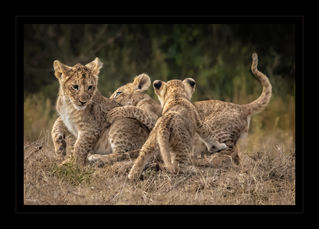 PPLAC_11_15_112293_2_---- Dog Pile!.jpg