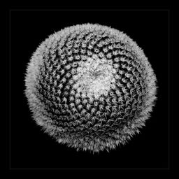 PPLAC_12_03_112316_2_---- Fibonaccis Cactus.jpg