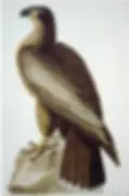 James Audubon's depiction of what he proudly dubbed "the Bird of America," which was actually a juvenile bald eagle