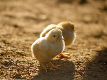 Culling Chicks and the Nihilism of the Macerator