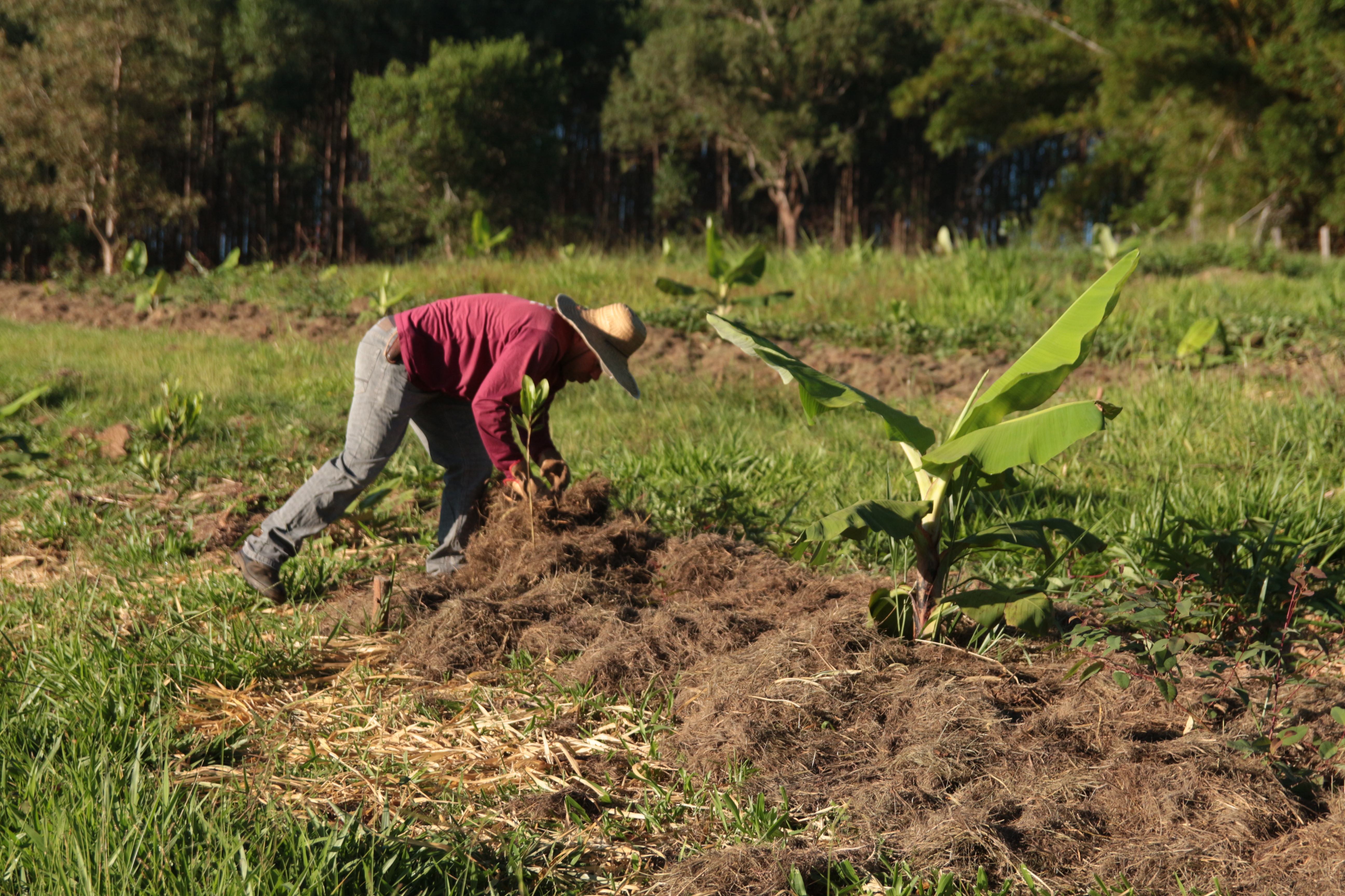 cuidados na agrofloresta