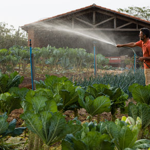 Desafios e oportunidades da agricultura familiar