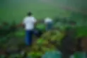 manha-de-colheita-sta-julieta-bio.webp