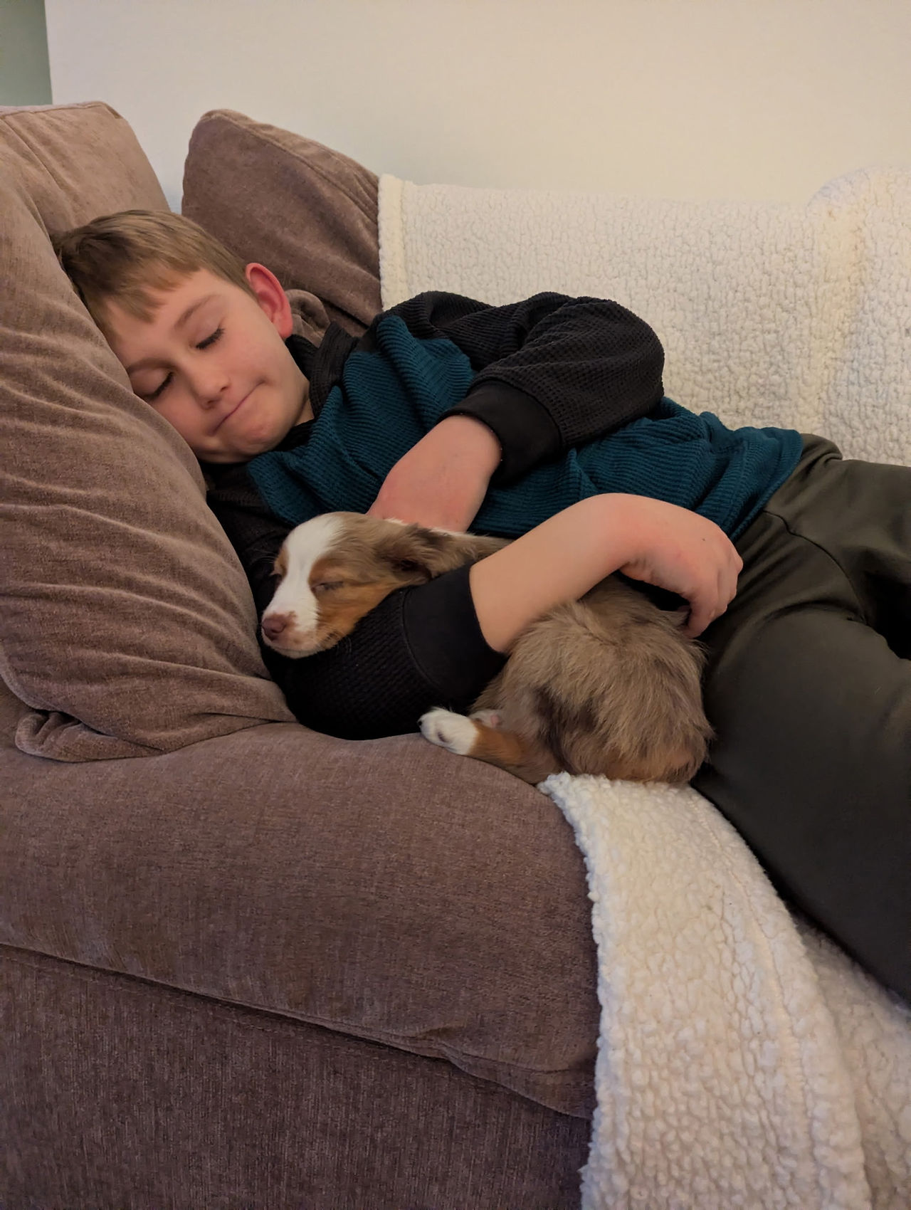 mini aussie learning to settle around kids