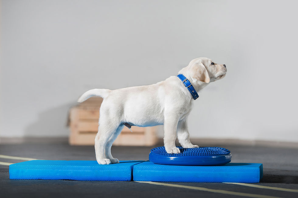 balance skills for core strength in your puppy