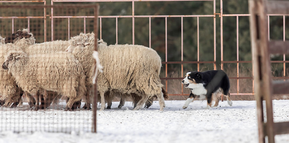 black tri mini aussie beginner herding class