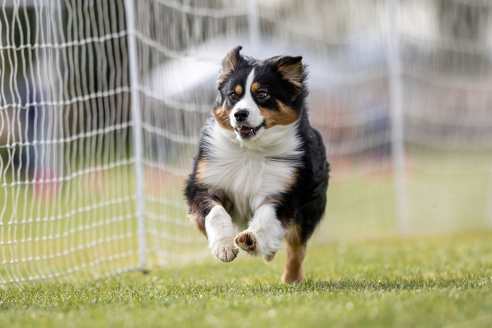 black tri mini aussie competing in Fast Cat