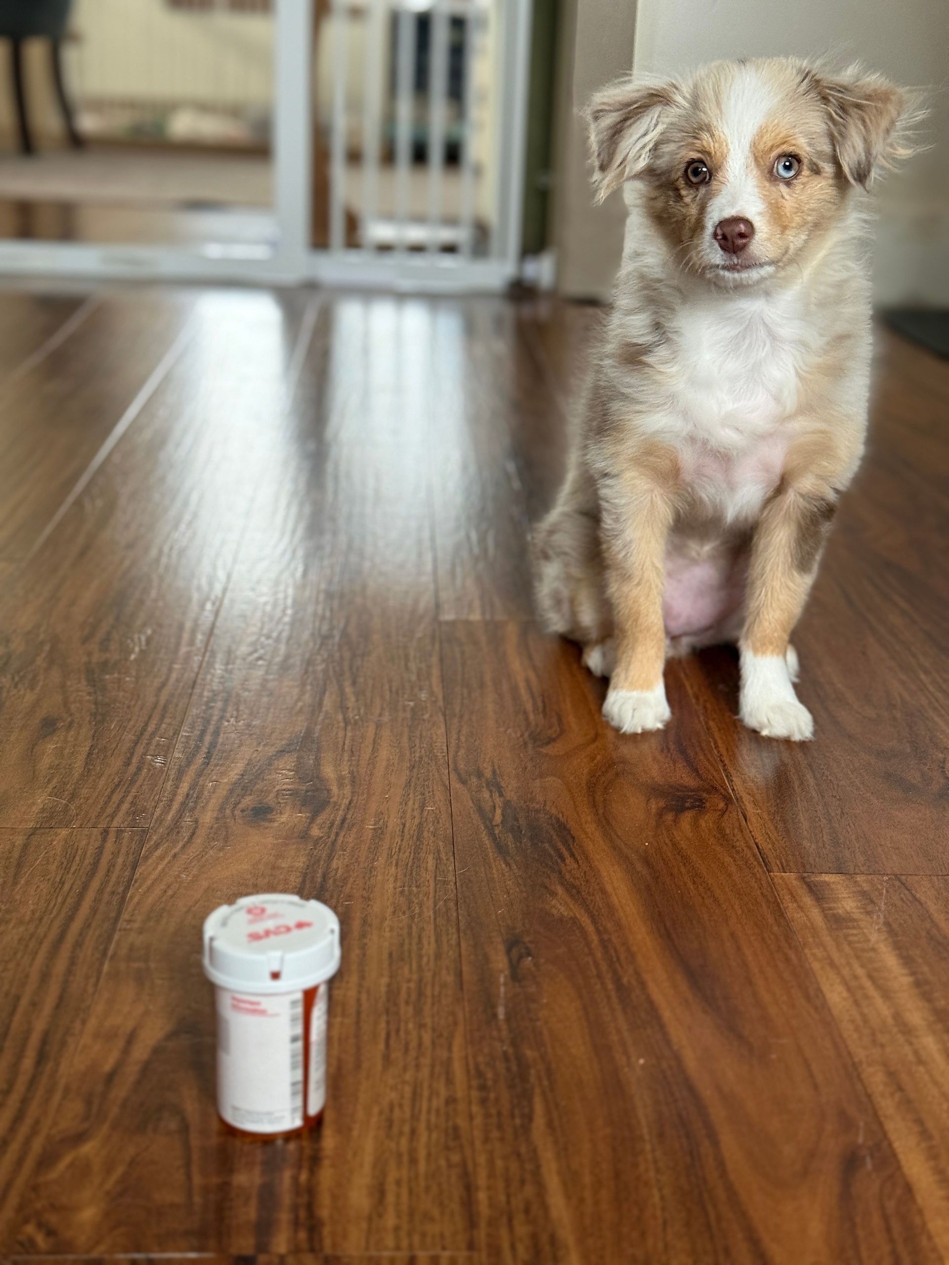 teaching leave it to your puppy