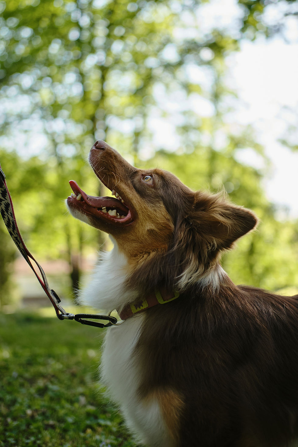 SSH red tri aussie at a dog-friendly park in Indiana
