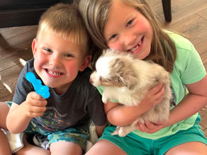 How to Stop Your Aussie From Herding Your Kids