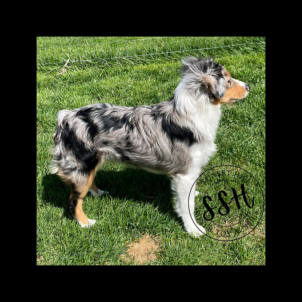Blue Merle Mini Australian Shepherd named Moxie from SSH Aussies in Ohio