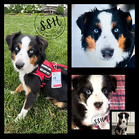 black tri mini aussie names bugaboo as a service dog