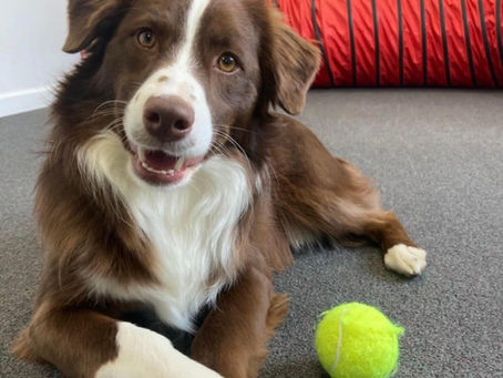 Mini red tri Australian Shepherd from Sunset Hill Aussies in Dayton, OH waiting for their next task
