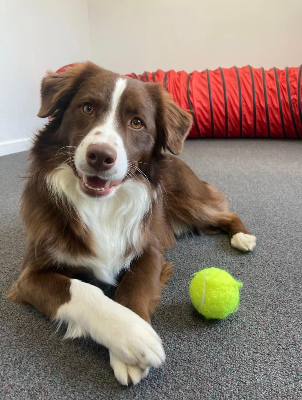 Oliver adopted from Sunset Hill Aussies, now living in Columbus, OH, a mini red bi-colored aussie with well groomed ears and paws.