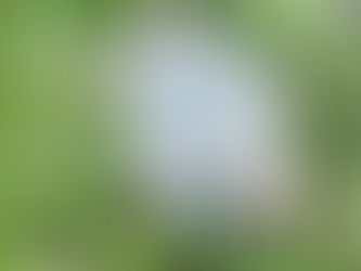 Blue Merle Mini Australian Shepherd rolling around in the grass outside.