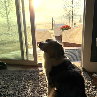 Moxie, waiting at the back door- blue merle mini aussie of Sunset Hill Aussies