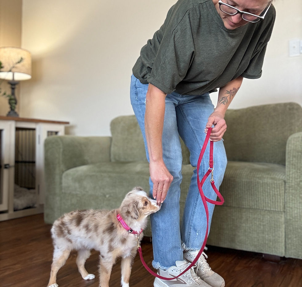 Nugget, red merle toy aussie, leash training