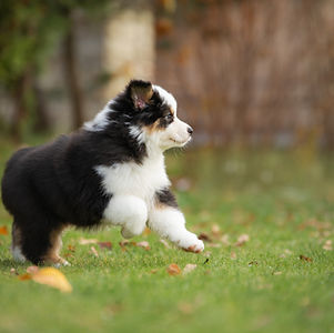 SSHblacktripup.jpg