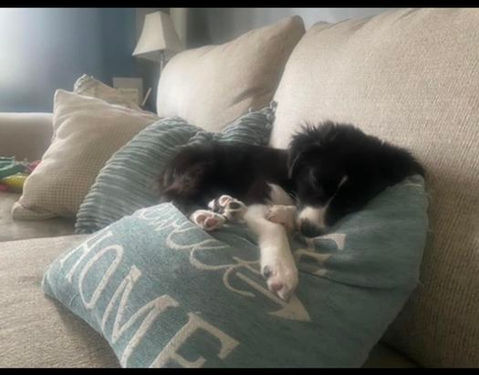 sleeping black tri toy aussie at sunset hill aussies